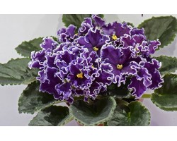  НД-Красавчик 583